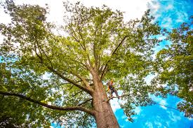 Best Root Management and Removal  in Oroville East, CA