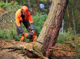  Oroville East, CA Tree Services Pros