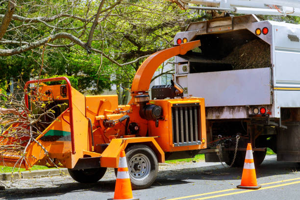 Best Tree Preservation Services  in Oroville East, CA