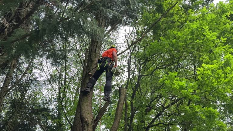 Best Hazardous Tree Removal  in Oroville East, CA