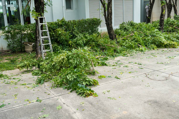 Best Stump Grinding and Removal  in Oroville East, CA